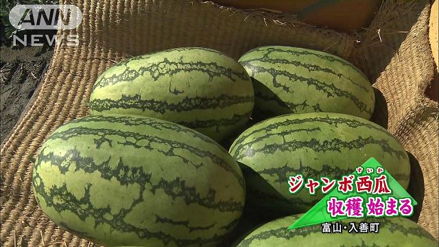 重さ20キロ！“ジャンボスイカ”の収穫始まる