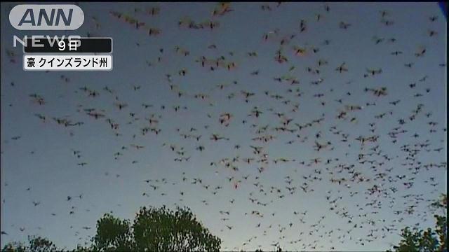空を覆うコウモリ8万匹！雨のように大量のフンが…