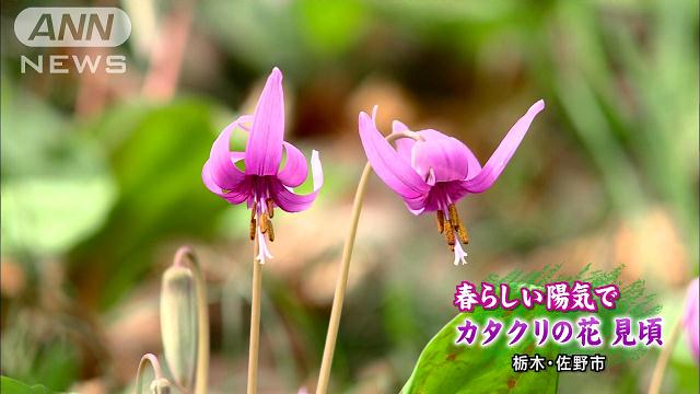 春らしい陽気でカタクリの花見ごろ 栃木 佐野市 テレ朝news テレビ朝日のニュースサイト