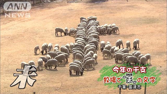 今年の干支150頭が人文字ならぬ「ヒツジ文字」で