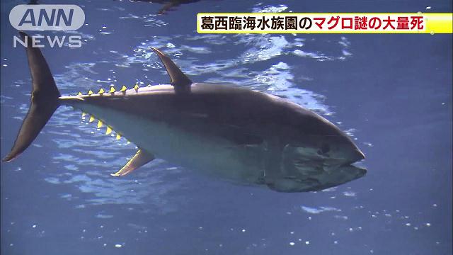 クロマグロなど 大量死 葛西臨海水族園 テレ朝news テレビ朝日のニュースサイト