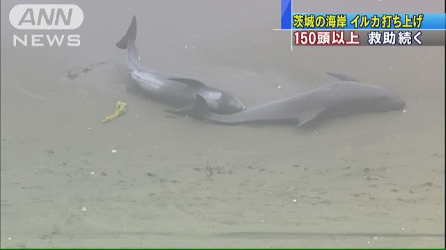 海岸にイルカ150頭超打ち上げられる 茨城・鉾田市