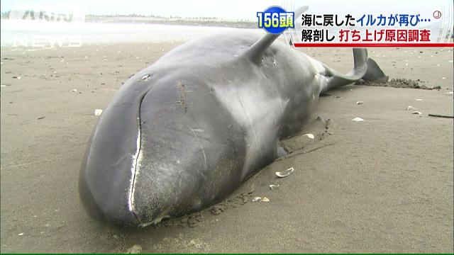 海に戻すも再び打ち上げ…イルカの解剖、原因調査