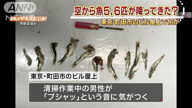 空から魚が降ってきた？ 「神様もお魚がお好き？」
