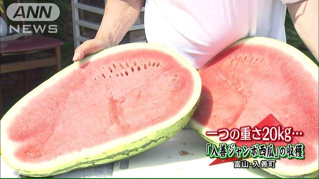 重さ20kg！甘く育った「ジャンボ西瓜」収穫が最盛期