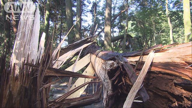 樹齢380年の杉並木で倒木被害 栃木・日光市