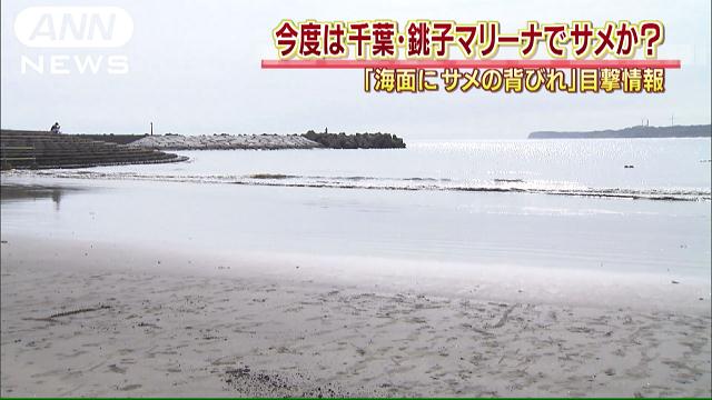 海面にサメの背びれ…今度は銚子マリーナで目撃情報