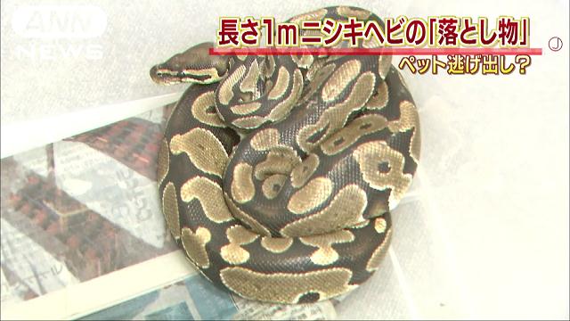 体長3 5m 直径10cm 黄色ニシキヘビ逃げる 横浜市 テレ朝news テレビ朝日のニュースサイト