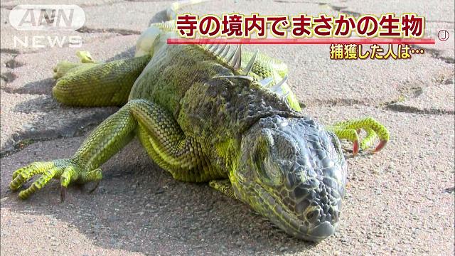 イグアナ＆co. 9体 | その他