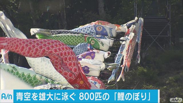 ●未使用 大型★ 青空 鯉のぼり 8メートル 大空に800匹のこいのぼり 大きな白バイにご満悦