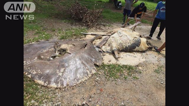 絶滅危惧の巨大な淡水エイ タイで謎の“大量死”