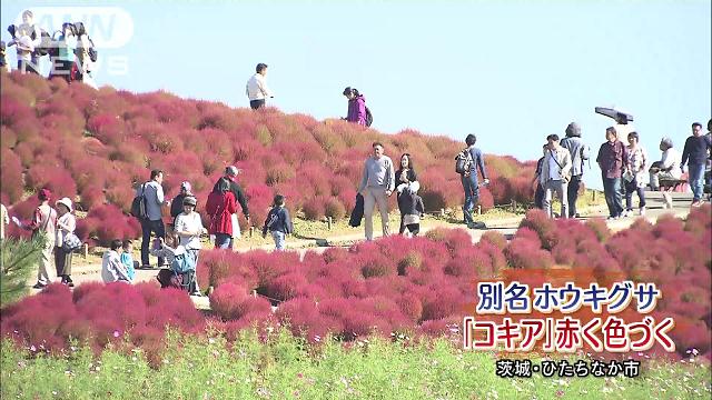 丘一面に咲く「ネモフィラ」 青い空と青いじゅうたん