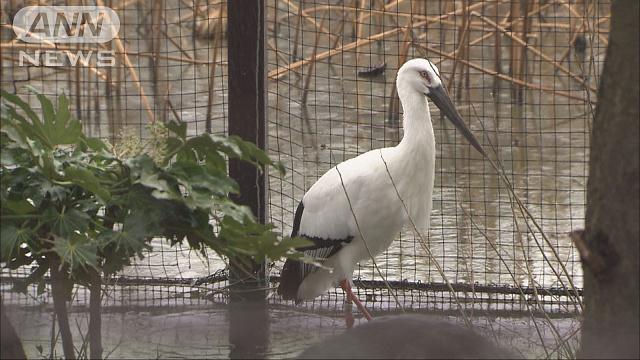 上野動物園でペリカンも展示中止 都内で鳥インフル
