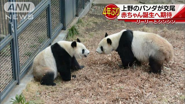 上野のパンダ 上野動物園のジャイアントパンダ情報サイト「UENO-PANDA.JP」