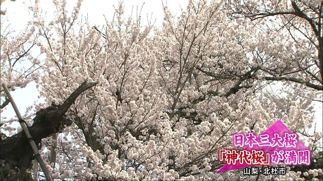 桜神様　25日頃 2000本開花「かみす桜まつり」 神之池緑地で26日から