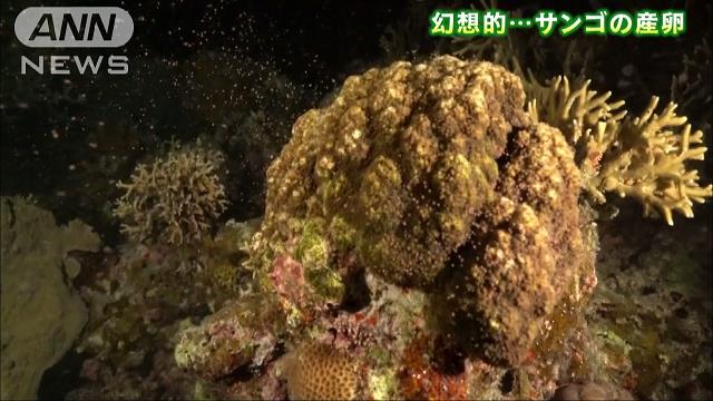 1622 外国 海外切手 中華民国 台湾 海洋生物 サンゴ ヒトデ 鱼类邮票日本邮票| eBay