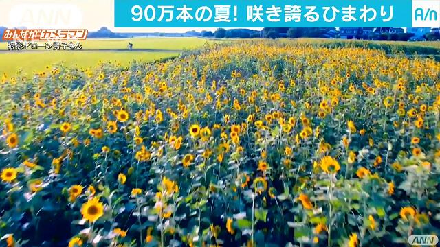 太陽に向かいまっすぐに…咲き誇るヒマワリ90万本！