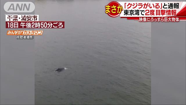 えっ？東京湾に「クジラがいる」 ビルの上から撮影