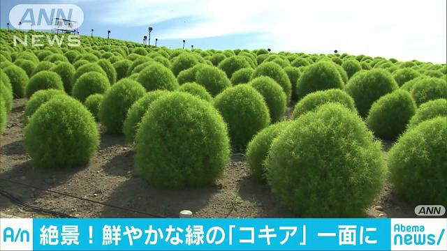 丘一面に咲く「ネモフィラ」 青い空と青いじゅうたん