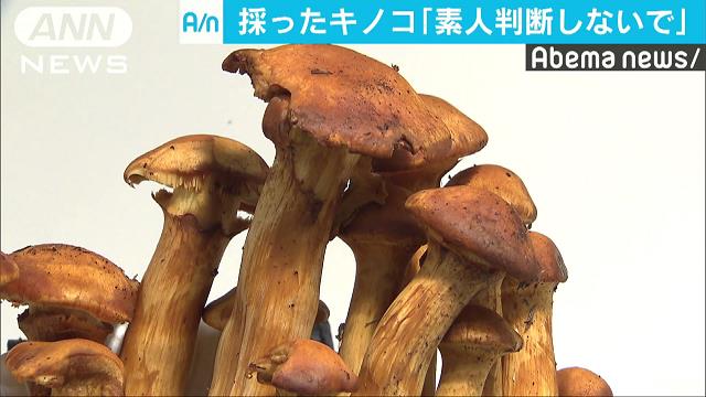 毒キノコに注意喚起 消費者庁 相次ぐ死亡事例