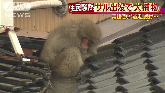 東京 新宿にサル出没 多数の目撃情報 捕獲作戦へ テレ朝news テレビ朝日のニュースサイト
