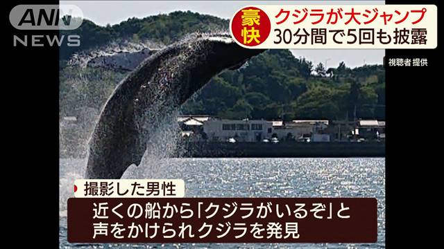 クジラがいるぞ」30分で5回もジャンプ