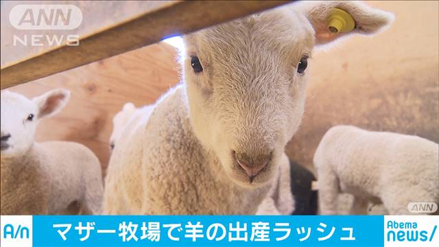 マザー牧場でヒツジの出産ラッシュ 千葉・富津市