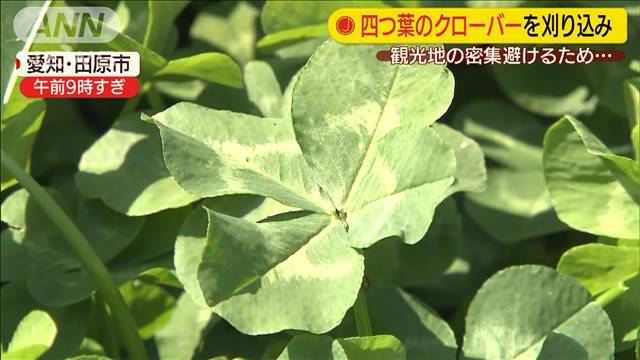 感染拡大防止のため 四つ葉のクローバー 刈り込み テレ朝news テレビ朝日のニュースサイト