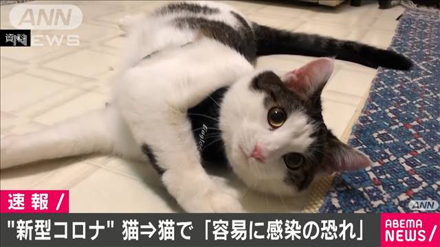 新型コロナがネコからネコに容易に感染　東大など