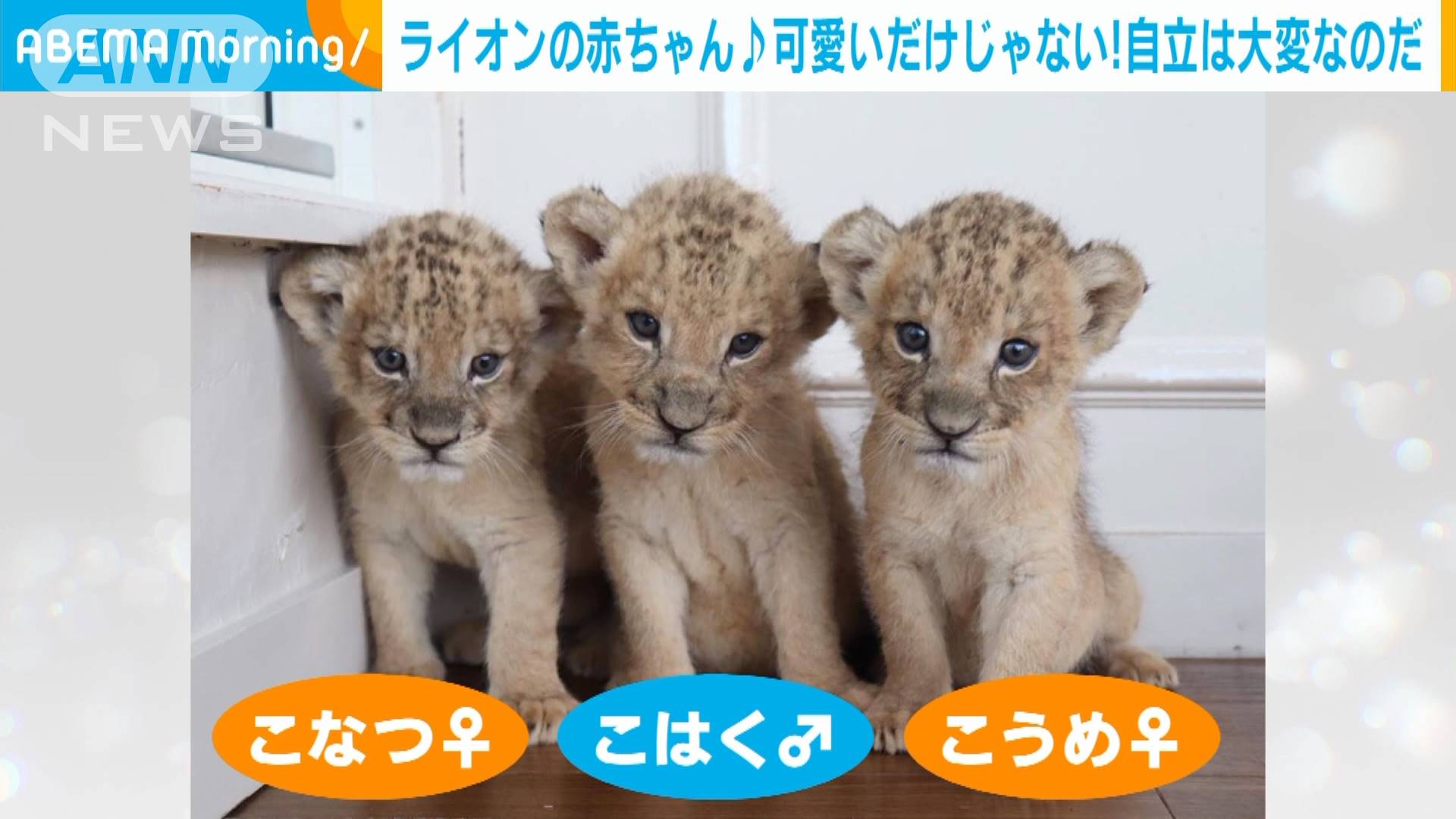 3つ子ライオン赤ちゃん 自立に 母の愛 は不要 テレ朝news テレビ朝日のニュースサイト