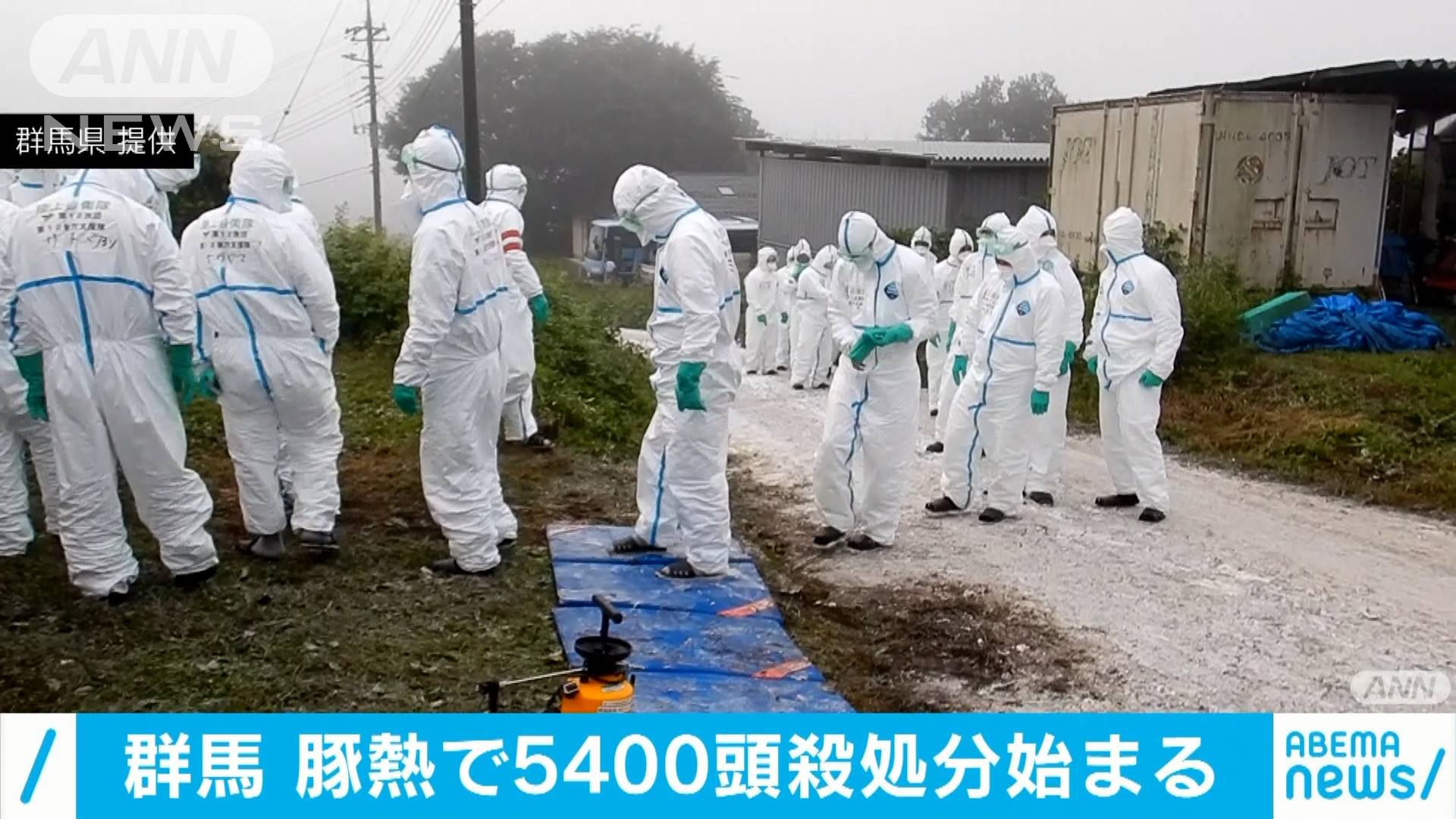 豚熱感染 養豚場の5400頭 殺処分始まる 群馬 テレ朝news テレビ朝日のニュースサイト