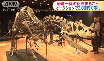 アルゼンチンの恐竜化石 “最大級” 新種と判明