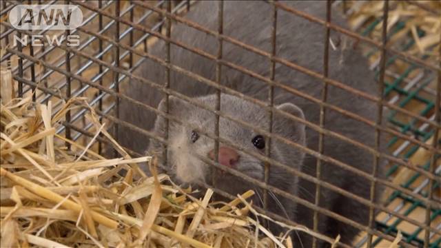 ワクチン接種中止 会見中に倒れる デンマーク テレ朝news テレビ朝日のニュースサイト