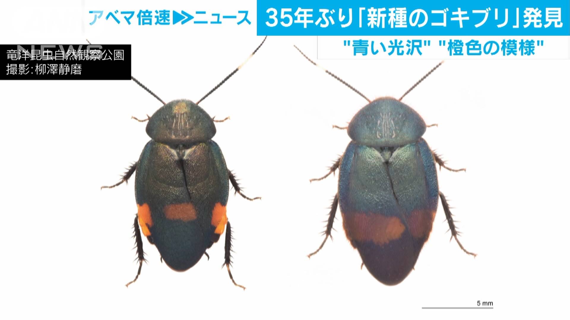 35年ぶり新種ゴキブリ発見 鮮やか模様が特徴