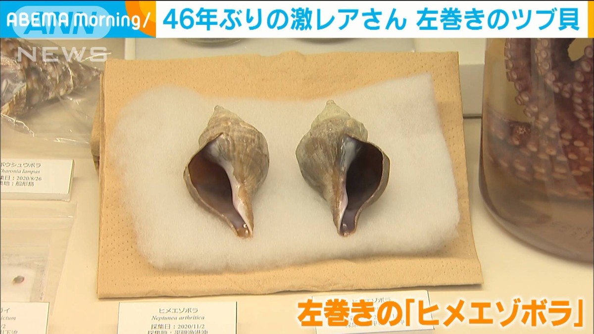 1万個に1つの激レア “左巻き”ツブ貝