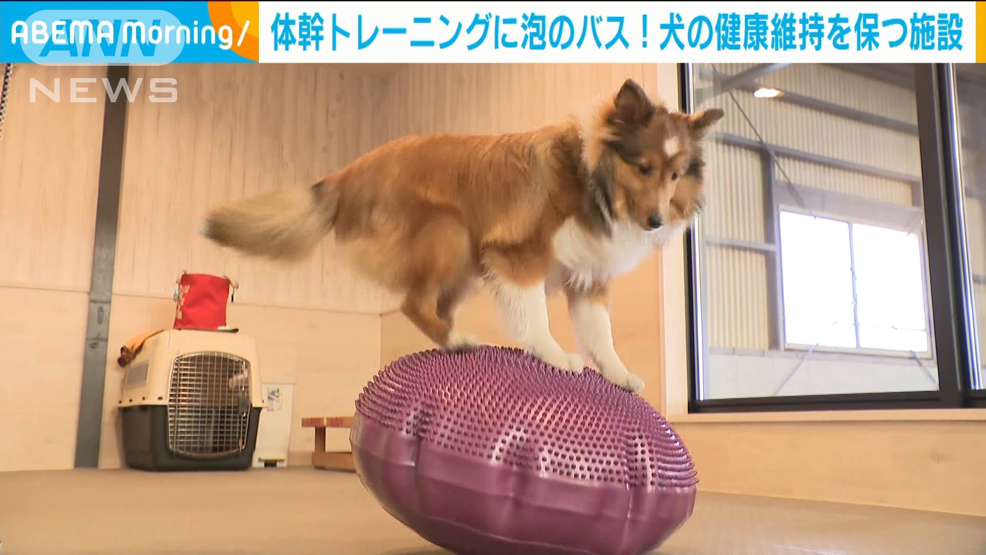 犬も健康維持 体幹トレーニングに泡のバスも テレ朝news テレビ朝日のニュースサイト