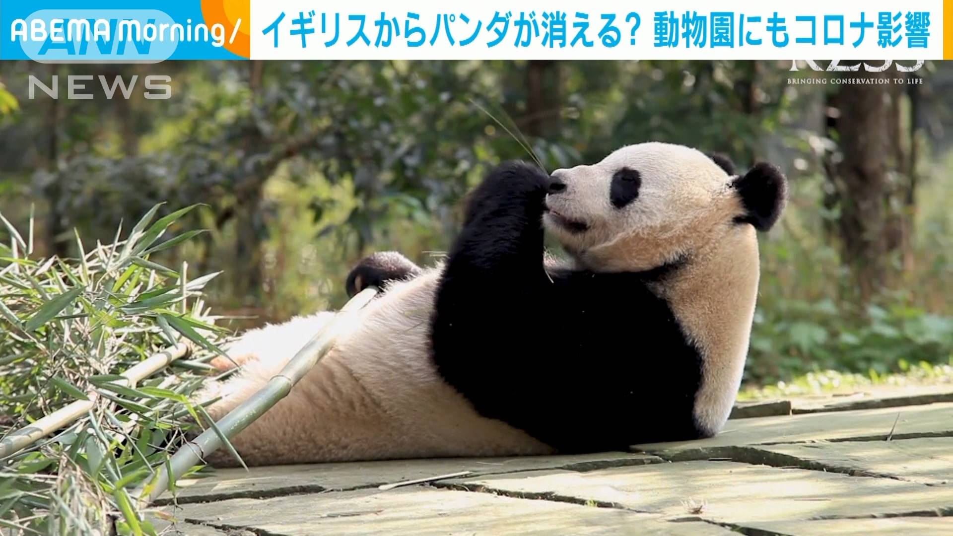 英からパンダ消える コロナ影響 レンタル料多額で テレ朝news テレビ朝日のニュースサイト