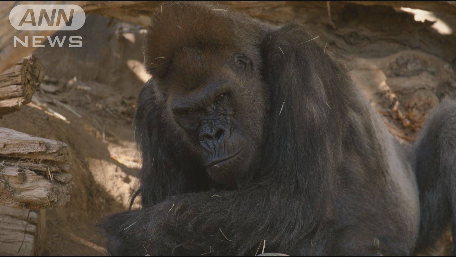 類人猿では初 米動物園でゴリラのコロナ感染を確認 テレ朝news テレビ朝日のニュースサイト