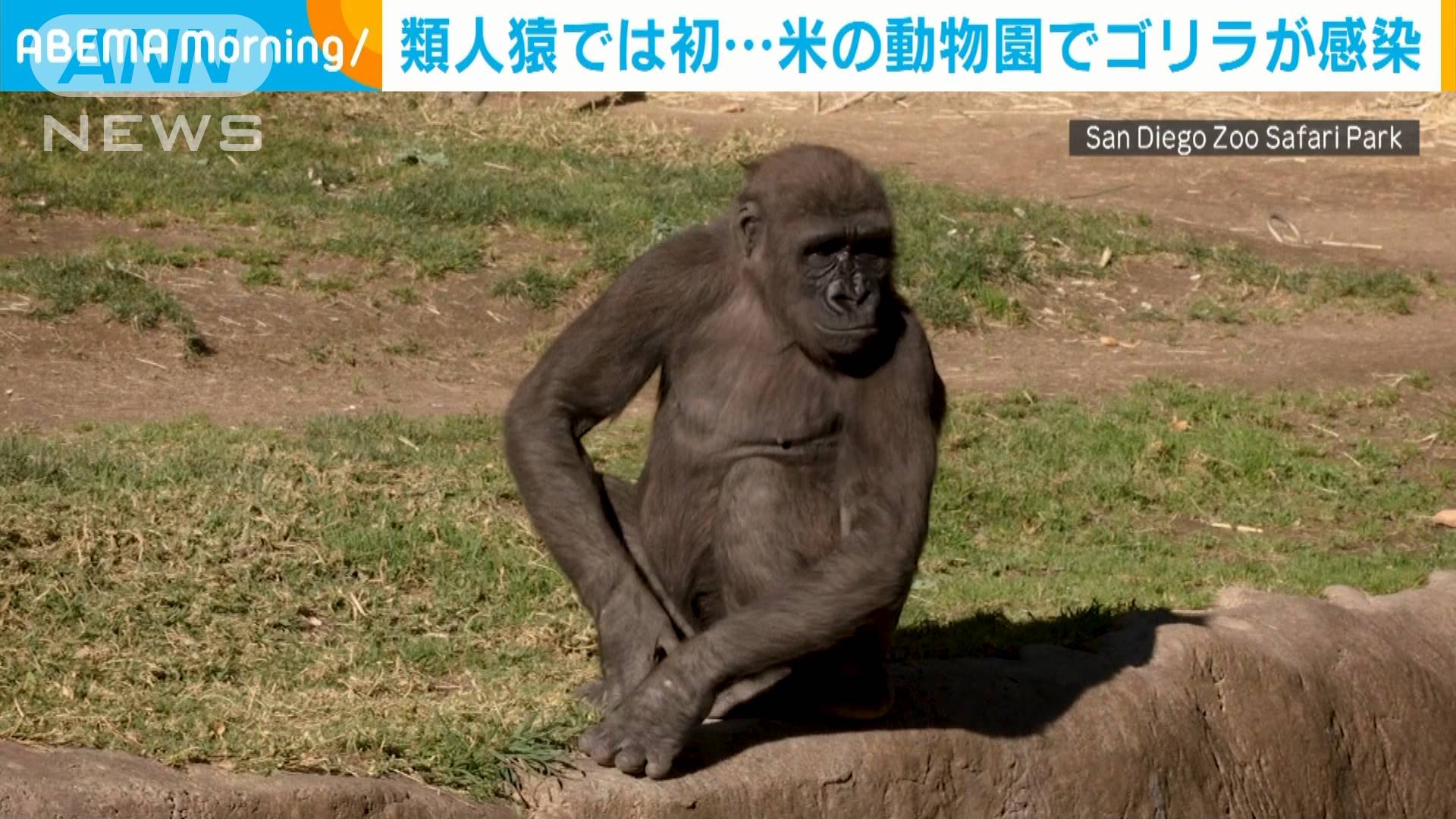ゴリラも感染 類人猿で初 米動物園の2頭が陽性 テレ朝news テレビ朝日のニュースサイト
