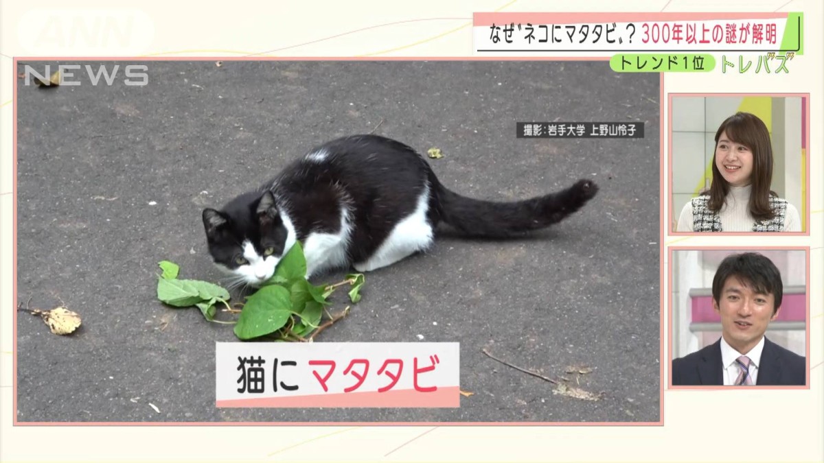 ネコにマタタビ”の謎解明 人間に役立つ活用も