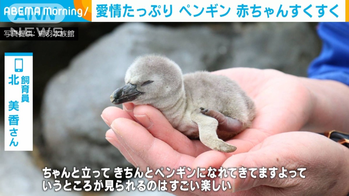 愛情たっぷり ペンギン 赤ちゃんすくすく