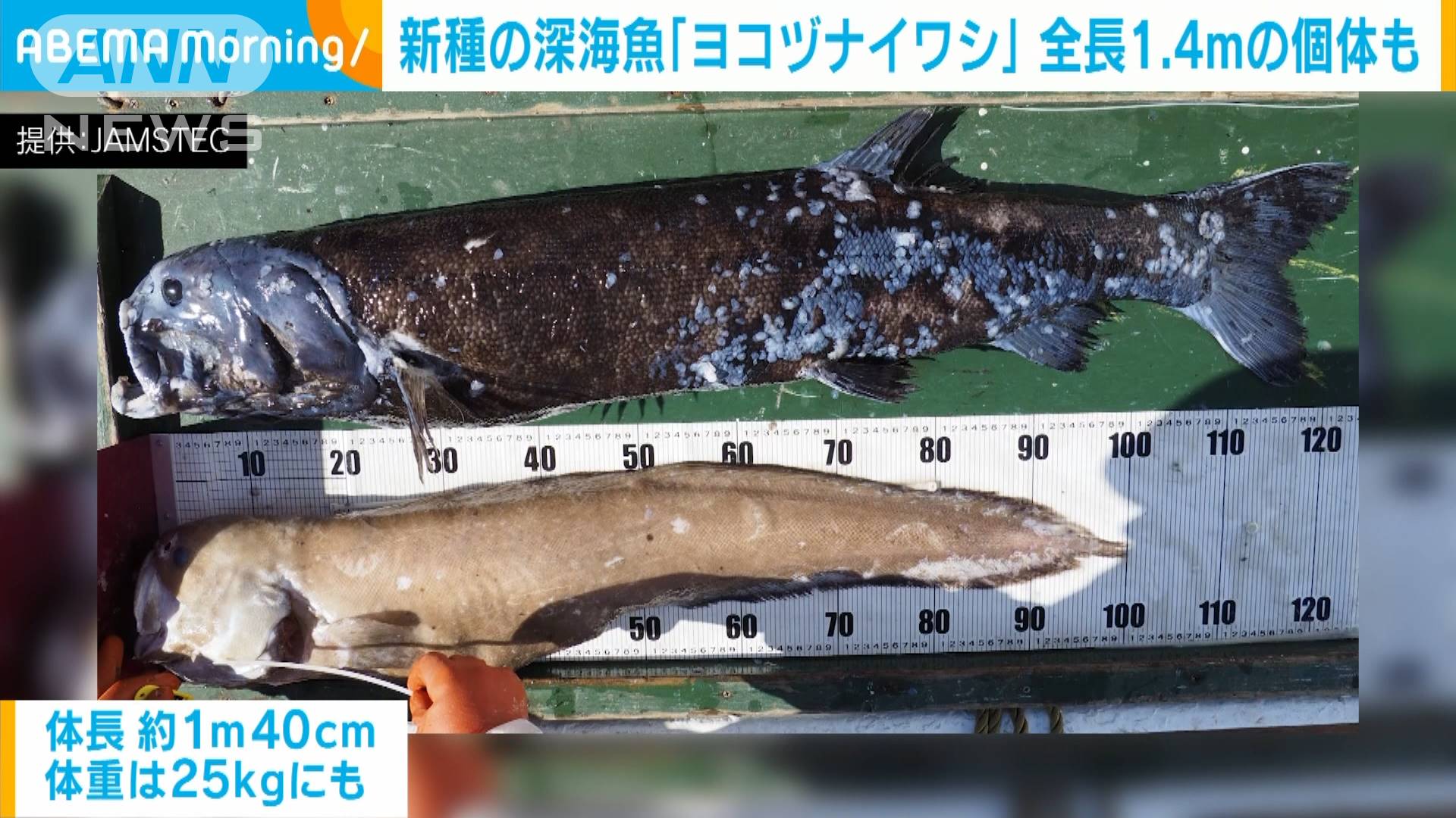 新種の深海魚 ヨコヅナイワシ 発見 泳ぐ姿も撮影 テレ朝news テレビ朝日のニュースサイト