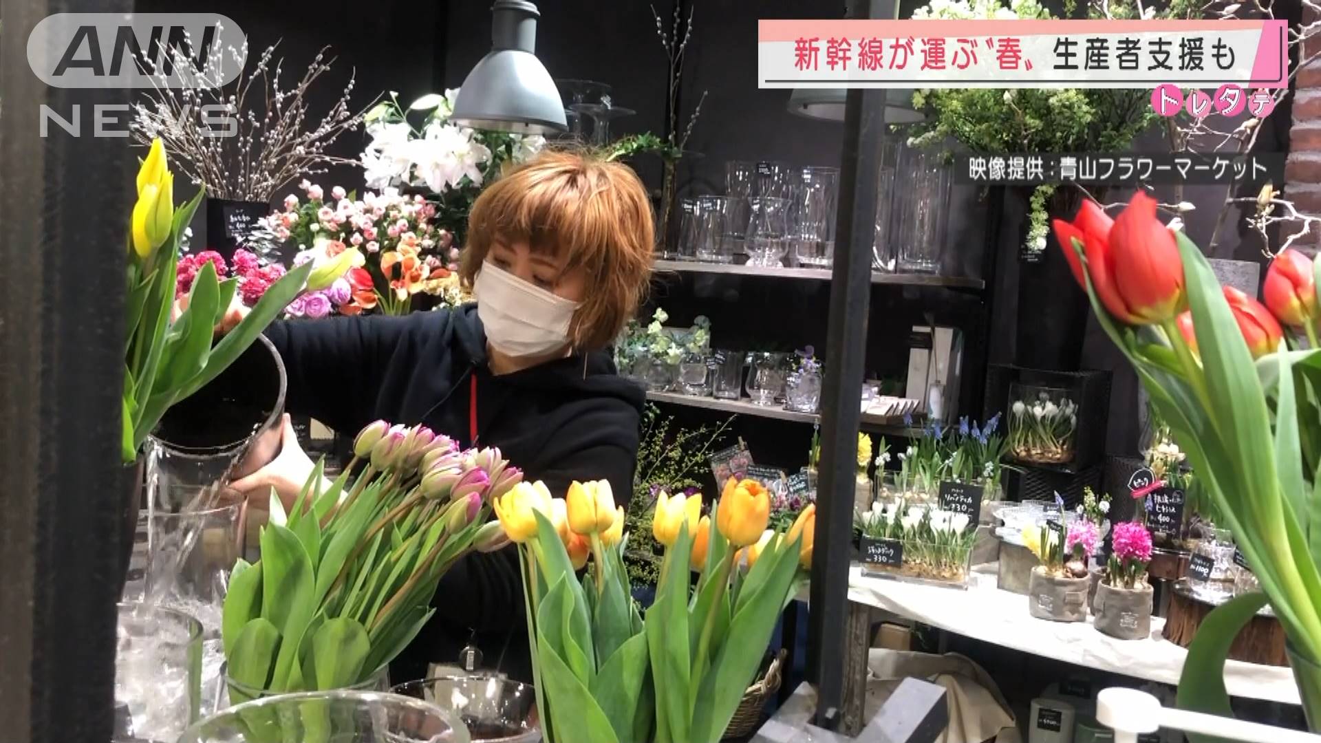 美しい花は新幹線に乗って 新潟からチューリップ テレ朝news テレビ朝日のニュースサイト