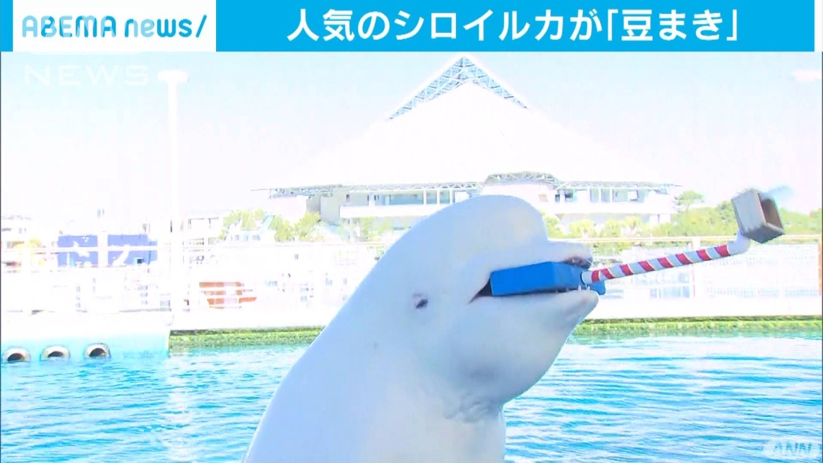 シロイルカ 豆まきで福を呼ぶ 八景島シーパラダイス