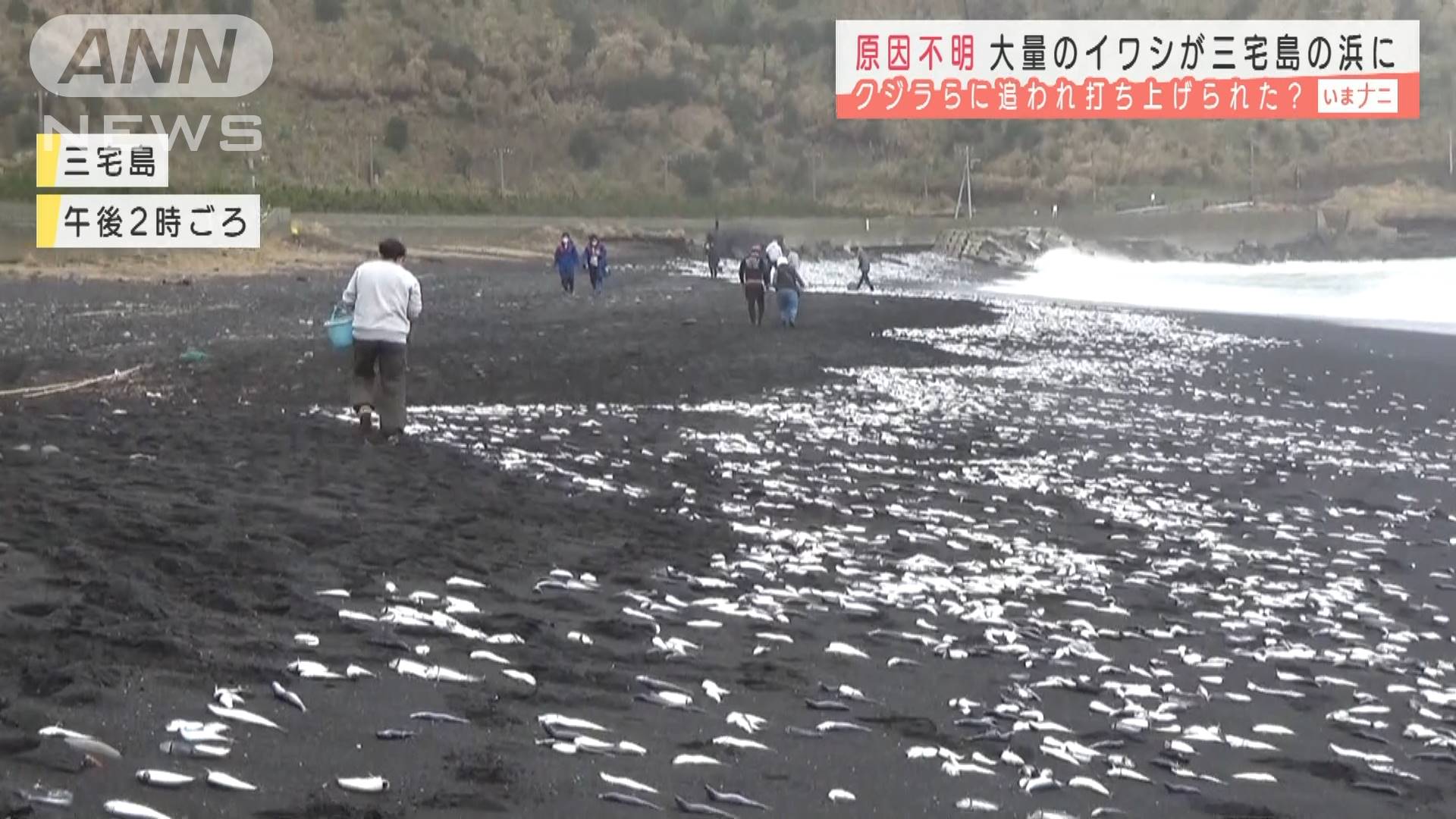 大量のイワシ打ち上げられる クジラに追われて テレ朝news テレビ朝日のニュースサイト