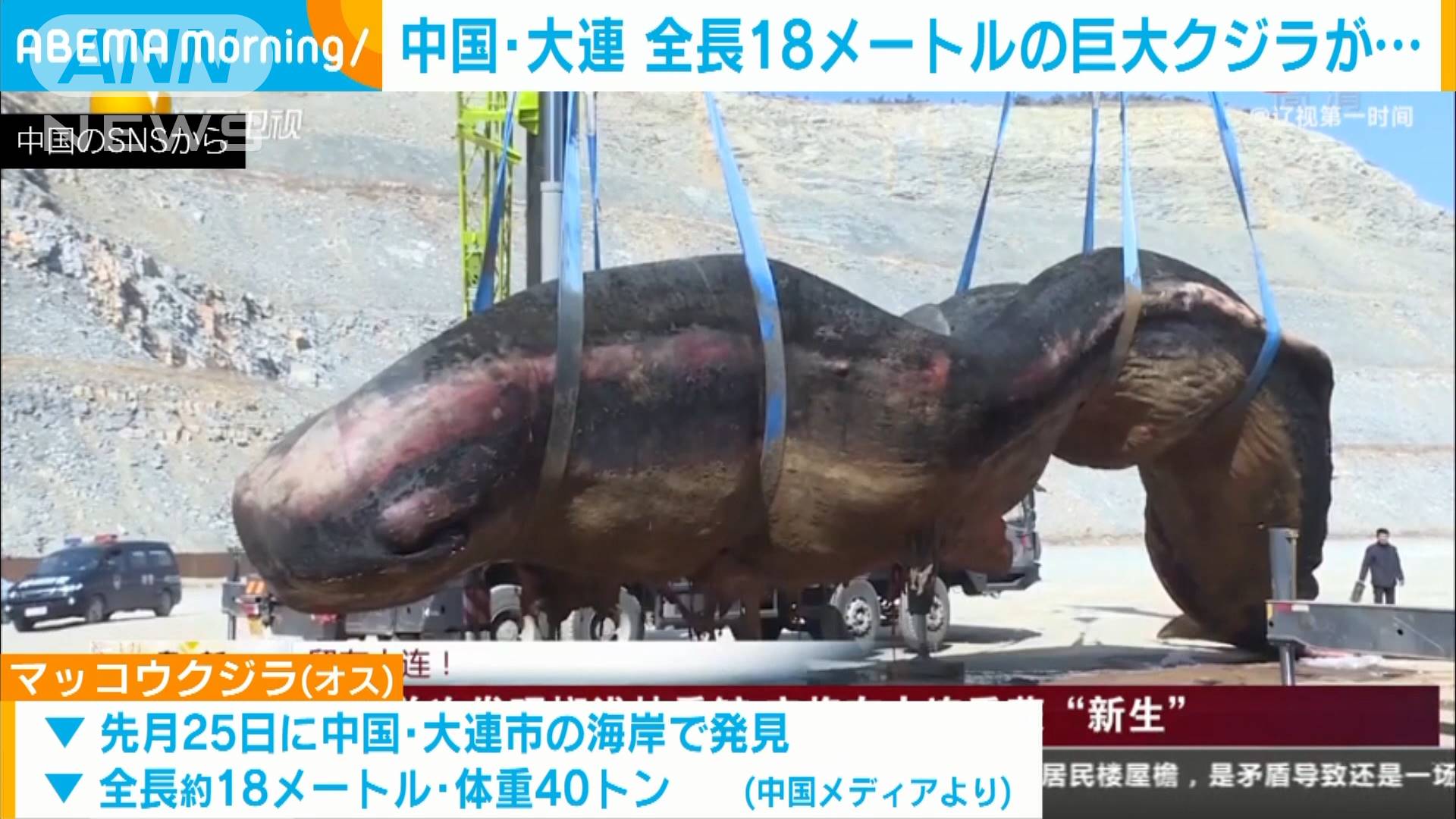 海岸に18mの巨大クジラ打ち上げられる 中国 大連 テレ朝news テレビ朝日のニュースサイト