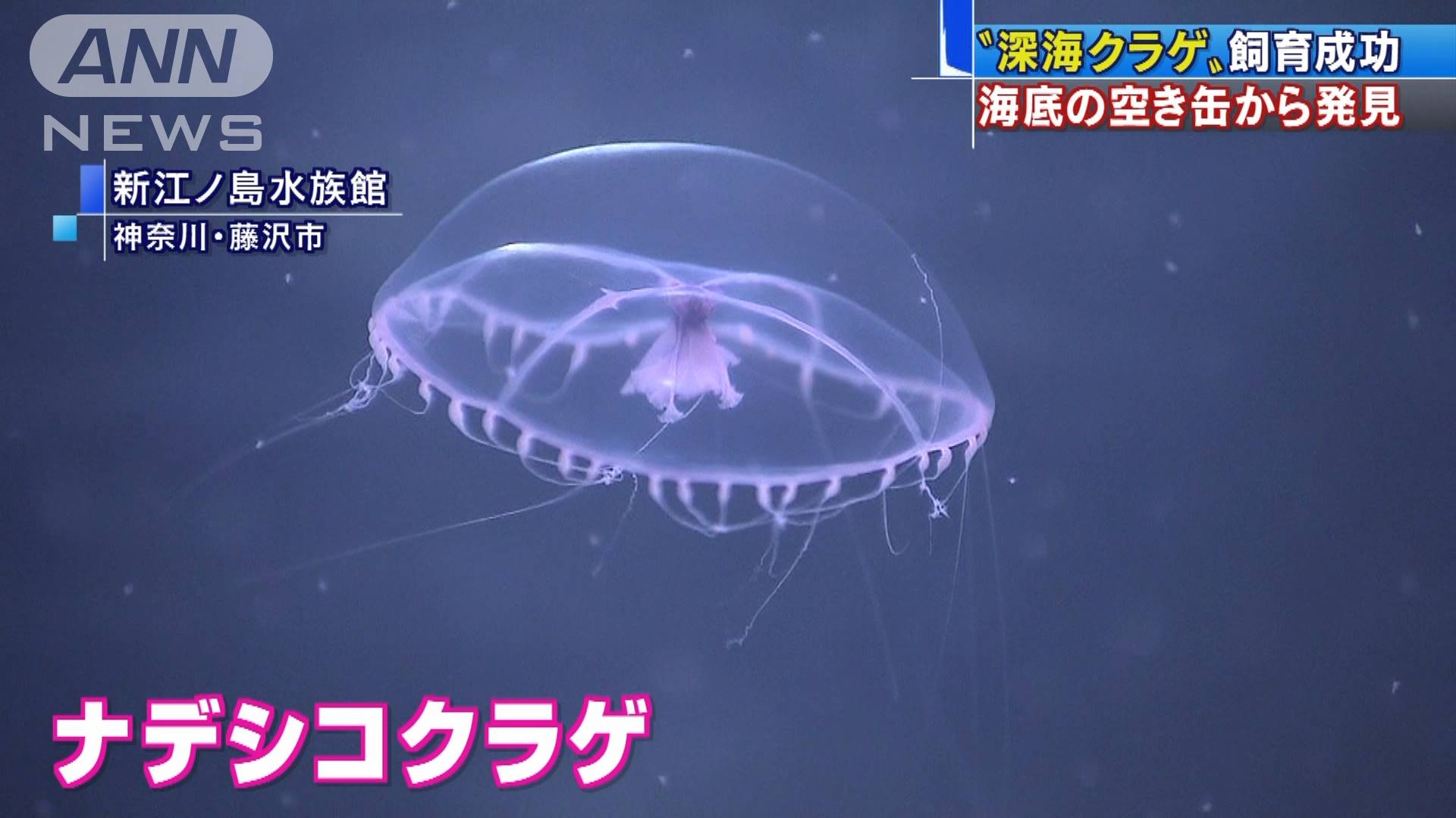 ナデシコクラゲの飼育成功 深海の空き缶から発見 テレ朝news テレビ朝日のニュースサイト