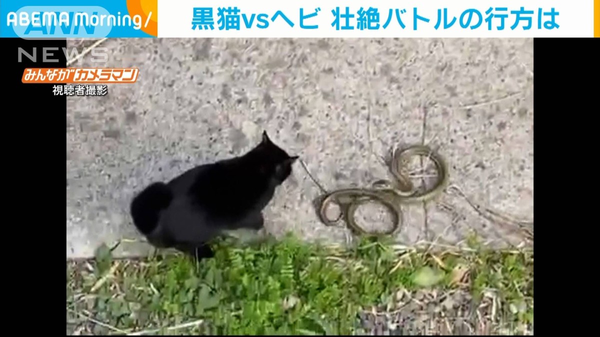 ヘビと猫 仲良しこよしの猫と蛇、迫るクネクネかわすモフモフ | 猫ジャーナル