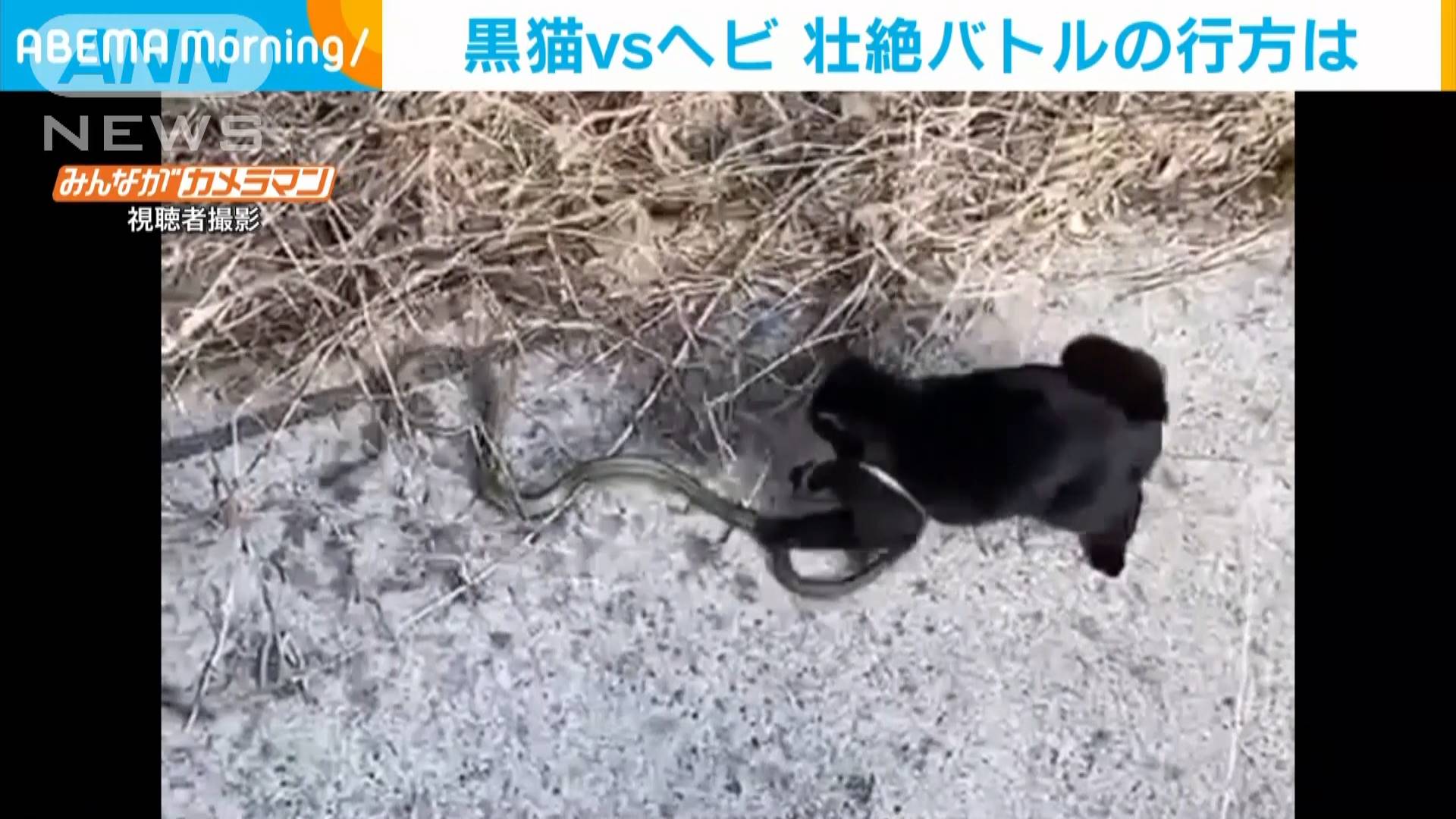 黒猫vsヘビ トカゲ 春を感じる 壮絶バトル テレ朝news テレビ朝日のニュースサイト