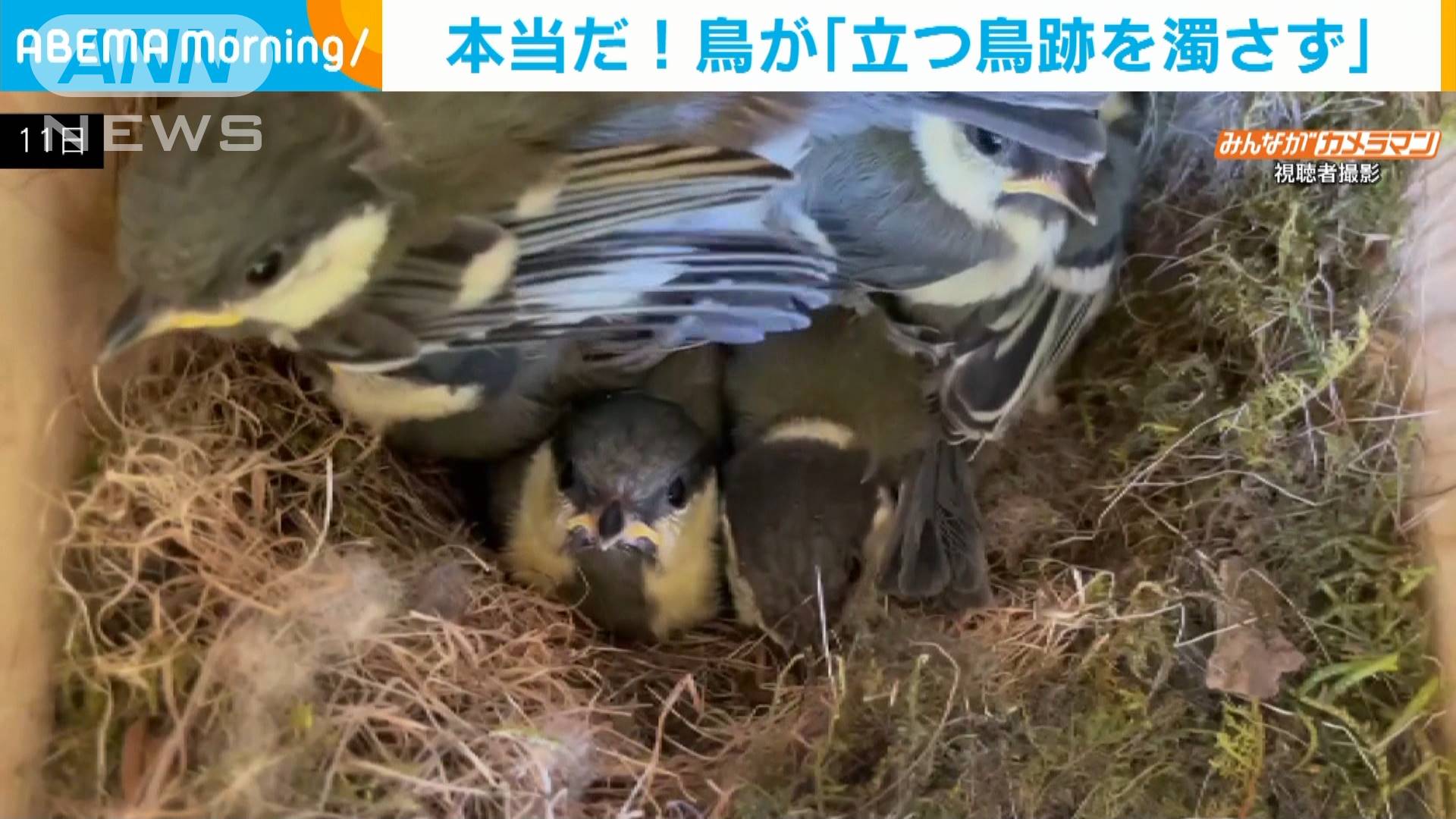 まさに 立つ鳥跡を濁さず ヒナ巣立ちの瞬間 テレ朝news テレビ朝日のニュースサイト